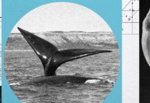 Популяція гладких китів у Північній Атлантиці зростає, але вони все ще знаходяться під загрозою зникнення