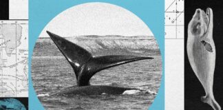 Популяція гладких китів у Північній Атлантиці зростає, але вони все ще знаходяться під загрозою зникнення