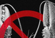 Технологічні компанії обмежують доступ до AI OpenClaw через проблеми безпеки