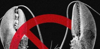 Технологічні компанії обмежують доступ до AI OpenClaw через проблеми безпеки