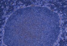 Глобальні Технологічні та Медичні Оновлення: Від Цензури ІІ до Перепрограмованих Кліток