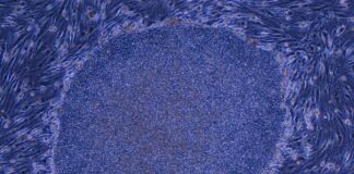 Глобальні Технологічні та Медичні Оновлення: Від Цензури ІІ до Перепрограмованих Кліток