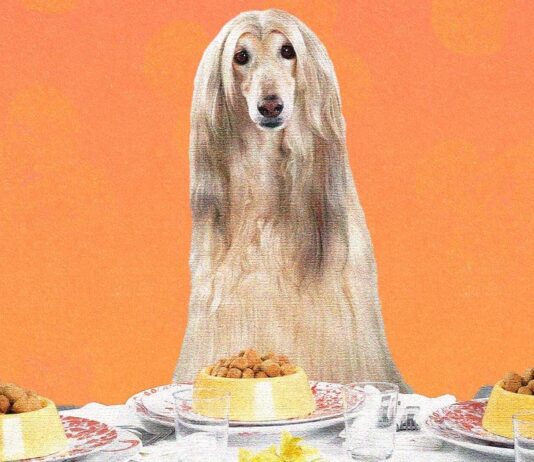 Feed Them Well, or Don’t. The Dog Food Dilemma Is Messy.