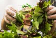 Паническая скупка салатов: как циклоспора парализует бизнес