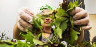 Паническая скупка салатов: как циклоспора парализует бизнес
